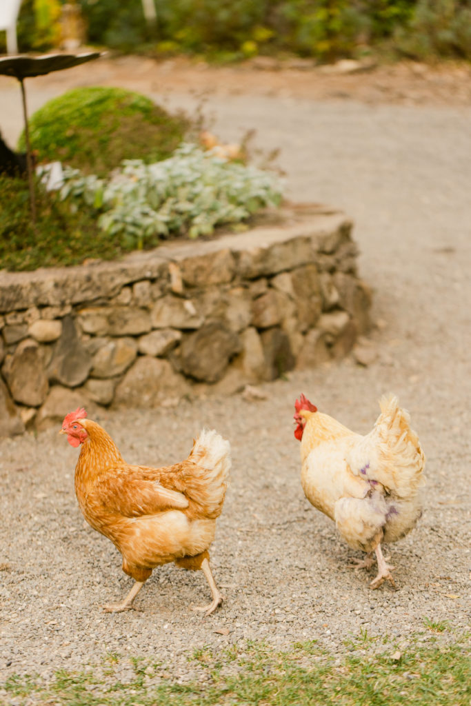 chickens at Beltane Ranch