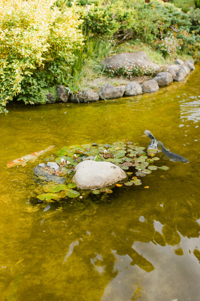 Koi pond at Hakone Gardens