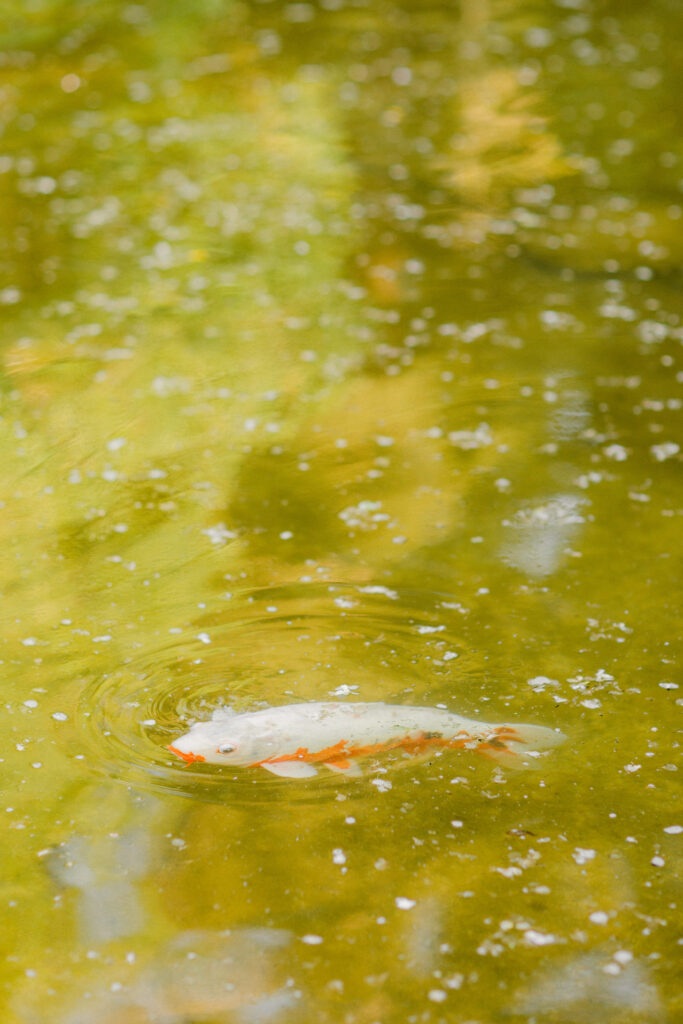 Koi fish at Hakone Gardens