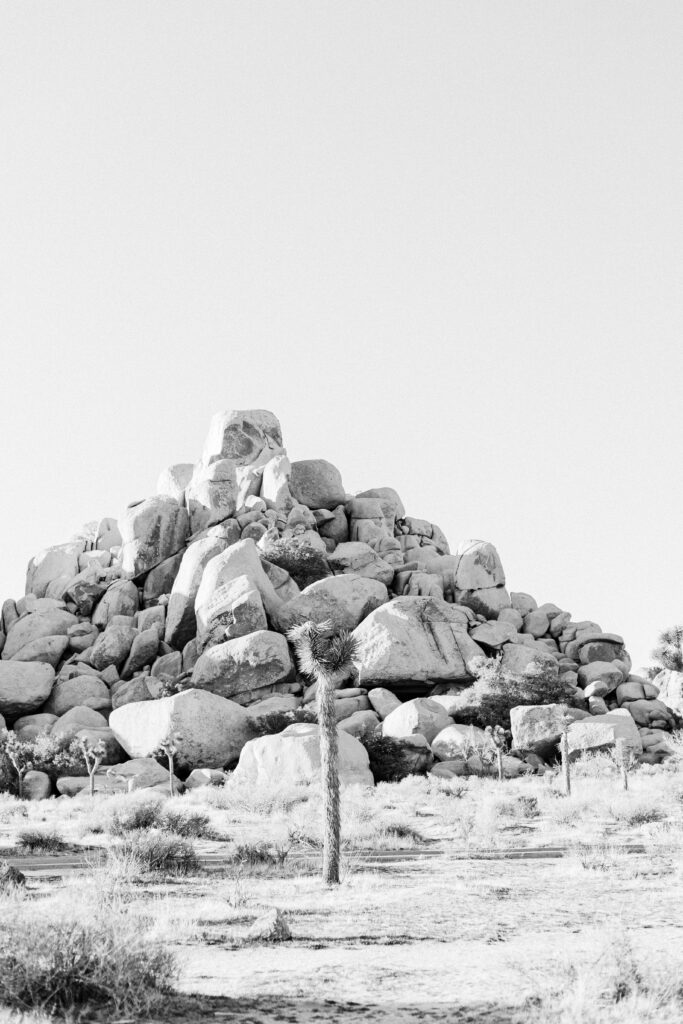 Black and white photo of Joshua Tree