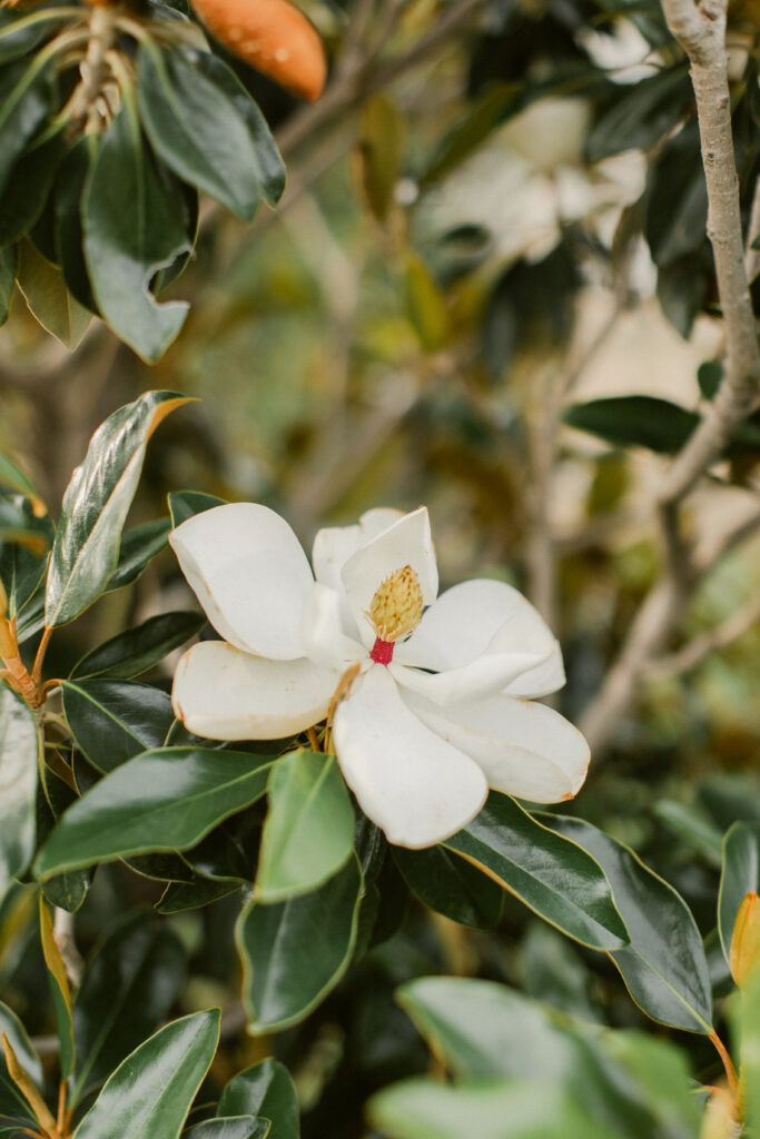 Close up of Magnolia flower