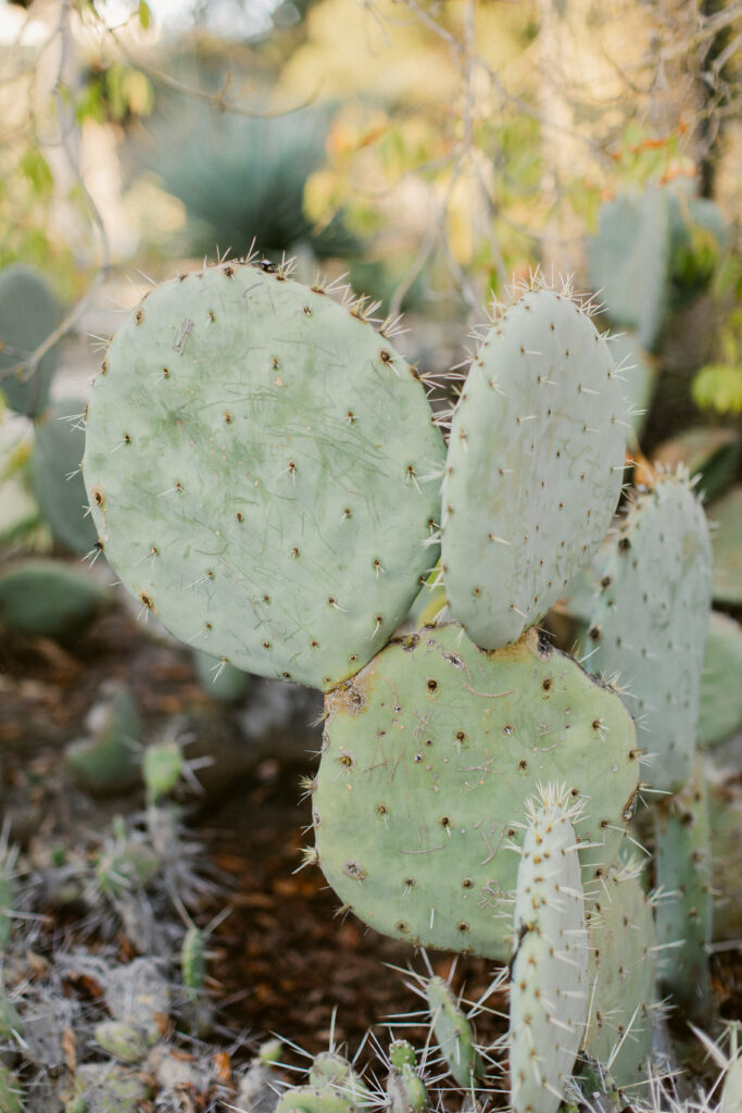 Arizona Cactus Garden Palo Alto