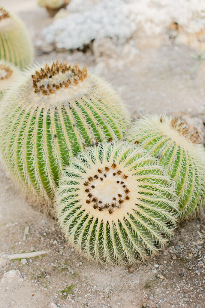 Stanford Cactus Garden captured in natural winter light