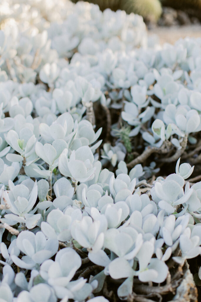 Cacti at Stanford Cactus Garden
